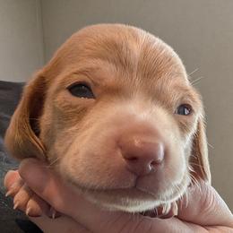 Grayson - Gray (blue) male Dachshund puppy in Marshall, Texas from Wilson's Kennels