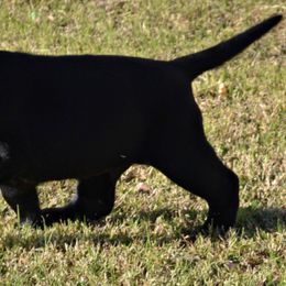 Dilute Retrievers and Labrador Retrievers from Sterling J Labradors