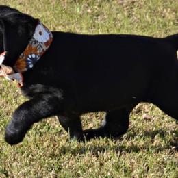 Dilute Retrievers and Labrador Retrievers from Sterling J Labradors