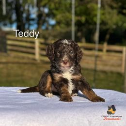 Teddy - Brown male Bernedoodle puppy in Sugarcreek, Ohio from Cuddly Companion Doodles