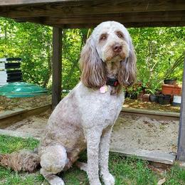 Labradoodles from Chalker Doodles