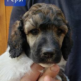 Pepsi (blue collar) - Sable male Poodle puppy in Madison, Wisconsin from Blue Moon Standard Poodles