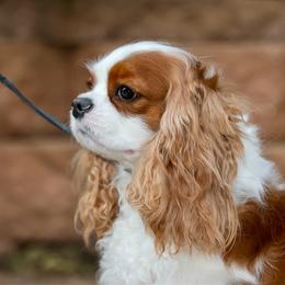 Zinnia - Cavalier King Charles Spaniel