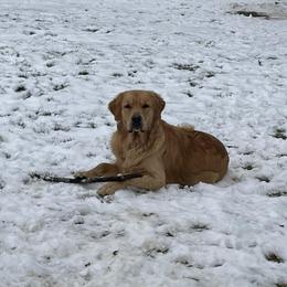 Assorted Doodle Crosses and Golden Retriever All Grown Up from Retriever Ranch