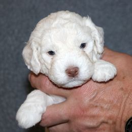 Lagotto Romagnolo Puppies from Montagna del Mare Lagotto Romagnolo