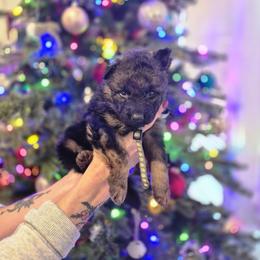 Grey collar male - Black and red male German Shepherd puppy in Eugene, Oregon from Vom Osuna K9s