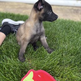 Belgian Malinois Puppies from Stellar Malinois