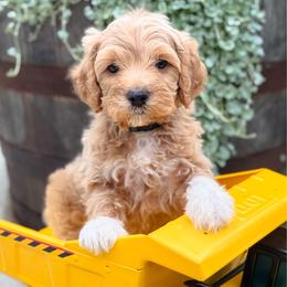 Funnel Cake - Apricot male Goldendoodle puppy in Wharton, Texas from Little Fur Friends