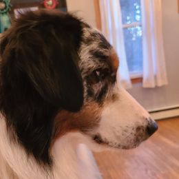 Cruise - Australian Shepherd
