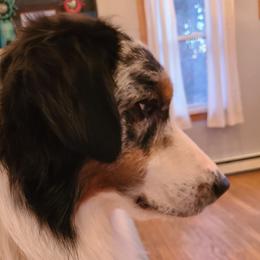 Cruise - Australian Shepherd