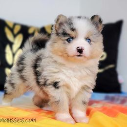 Pomsky Puppies from Candyland Pomskies