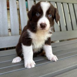 Little Red - Red tri-color male Australian Shepherd puppy in Tallahassee, Florida from H&H Red Gate Farm