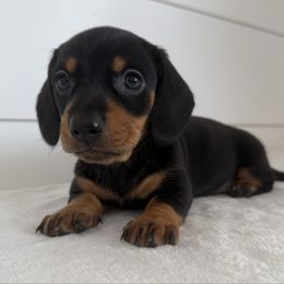 Chester - Black and tan male Dachshund puppy in Callahan, Florida from Little Foot Kennels