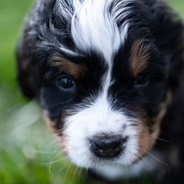 Bernese Mountain Dog Puppies from Mountain Dog Kennel