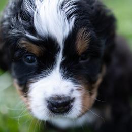 Bernese Mountain Dog Puppies from Mountain Dog Kennel