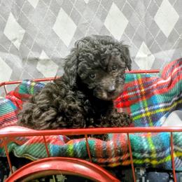 Twilight - Black female Poodle puppy in Neosho, Missouri from Star Light Pups