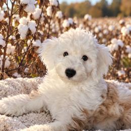 Sawyer - Cream and white male Aussiedoodle puppy in Byron, Georgia from Southern Olive Doodles 🫒