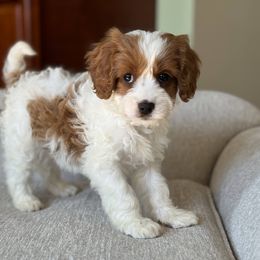 Cavapoo Puppies from Carolina Springs Breeding