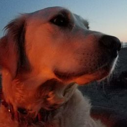 Golden Retrievers from Kruger Family Breeders