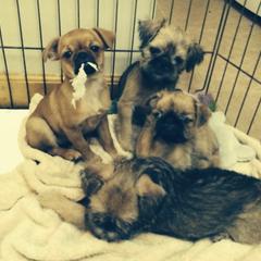 Bernese Mountain Dog and Brussels Griffon Puppies from Brooks Berner Bears