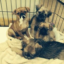 Bernese Mountain Dog and Brussels Griffon Puppies from Brooks Berner Bears