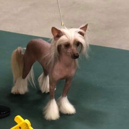 Robbie - Chinese Crested