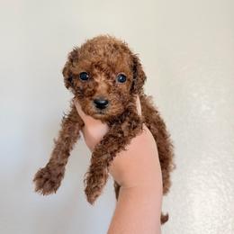 Sydney - Red female Cavapoo puppy in Fort Worth, Texas from Aloha Paradise Poodles LLC