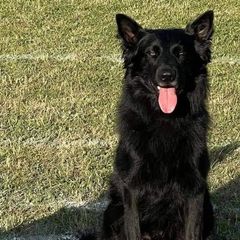 Belgian Sheepdogs from Volant Belgian Shepherds