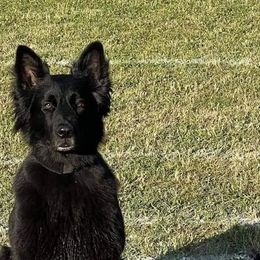 Belgian Sheepdogs from Volant Belgian Shepherds