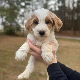 Mistletoe - Parti male Goldendoodle puppy in Kenansville, North Carolina from J+A Family Doodles