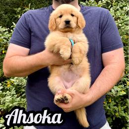 Ahsoka - Golden female Golden Retriever puppy in Salem, Virginia from Virginia Goldens