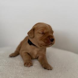 Male 5, Black Collar - Golden male Golden Retriever puppy in Utah from Deseret Peak Goldens
