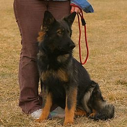 Pyra - Sable female German Shepherd puppy in Lincoln, Nebraska from Nebraska K9