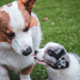 Cardigan Welsh Corgi Puppies from Glacier Cardigan Welsh Corgis
