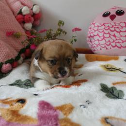 Teal collar Female (our litter favorite) - Red female Pembroke Welsh Corgi puppy in Mountain View, Hawaii from Celtic Corgis