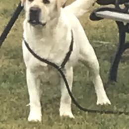 Ginger - Labrador Retriever