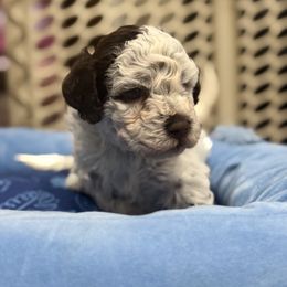 Alfie - Brown male Lagotto Romagnolo puppy in Ashland, Ohio from SS Australian Shepherds