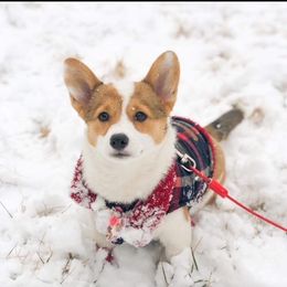 Pembroke Welsh Corgi Puppies from Clearsky Corgis