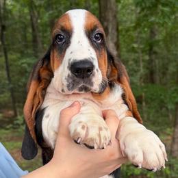 Astrid - Black brown and white female Basset Hound puppy in Red Bay, Alabama from Maple Street Bassets