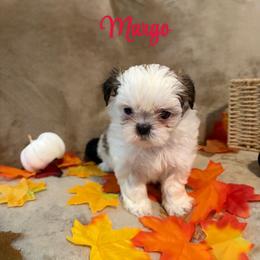Margo - Black gold and white female Shih Tzu puppy in Pearland, Texas from Pup Paw-lace