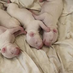 Dogo Argentino Puppies from De La Citra Dogo Argentino