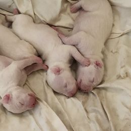Dogo Argentino Puppies from De La Citra Dogo Argentino