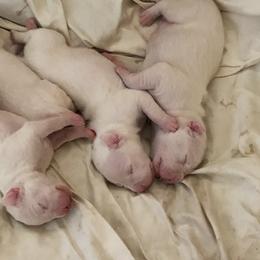 Dogo Argentino Puppies from De La Citra Dogo Argentino