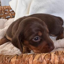 Penny - Chocolate and tan female Dachshund puppy in Wallingford, Kentucky from Hensley Homestead Dachshunds