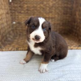 Sprinkles - Red tri-color female Australian Shepherd puppy in Unionville, Iowa from Soap Creek Kennels