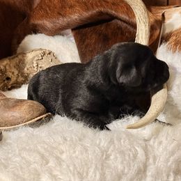 Turtle Bean - Black male Labrador Retriever puppy in Tehachapi, California from Twisted Wire Ranch Retrievers