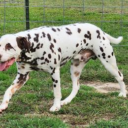 Hanky - White, liver and tan male Dalmatian puppy in Sedalia, Missouri from Missouri Dalmatians