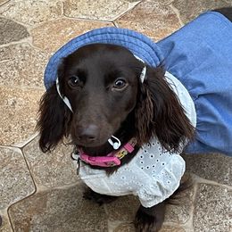 Harley - Dachshund