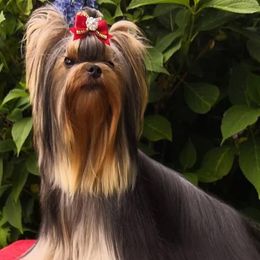 Pomeranians and Yorkshire Terriers from Alex Saucedo's Pomeranians and Yorkshire Terriers