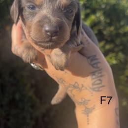 Female 7 - Blue and cream female Dachshund puppy in Riverside, California from Ashley’s canine collective
